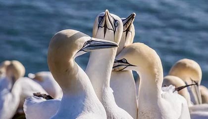 开云官网：引领时尚奢侈品的数字新体验